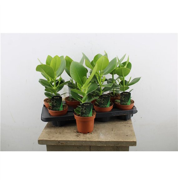 Clusia rosea princess Princess 30cm 12cm Q1041