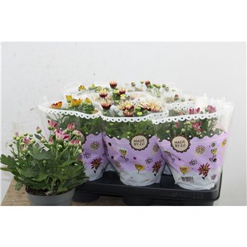 Krizantema ind  tweekleurige mix Chrysant Bicolor Mix 25cm 12cm Q1100