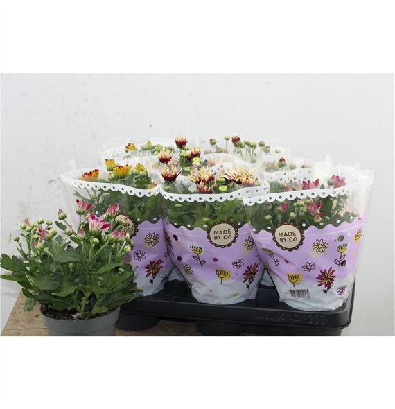 Krizantema ind  tweekleurige mix Chrysant Bicolor Mix 25cm 12cm Q1100