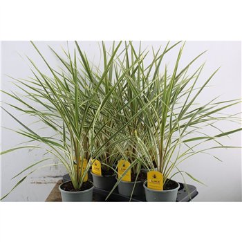 Cordyline variegata Australis Variegata 55cm 13cm Q1175