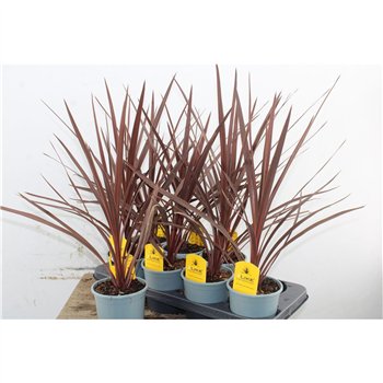 Cordyline australis red star 50cm 13cm Q1191