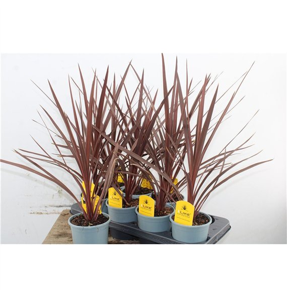 Cordyline australis red star 50cm 13cm Q1191