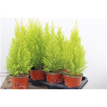Cipresa macr  goldcrest wilma Gold Wilma 50cm 14cm Q1236