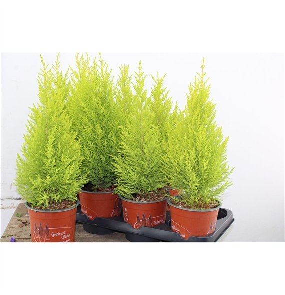 Cipresa macr  goldcrest wilma Gold Wilma 50cm 14cm Q1236