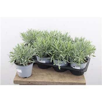 Lavandula angustifolia 25cm 14cm Q2012