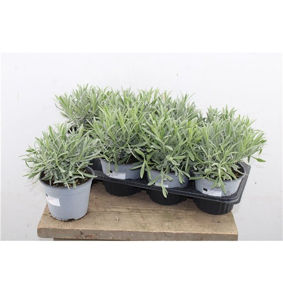 Lavandula angustifolia 25cm 14cm Q2012