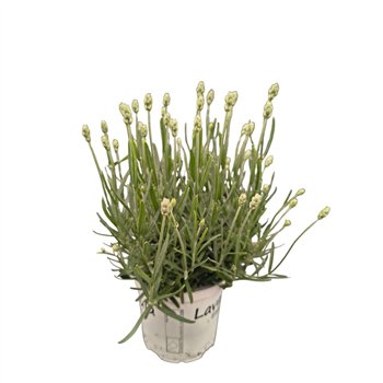 Lavandula aromatico silver Lavendel 33cm 12cm Q2018