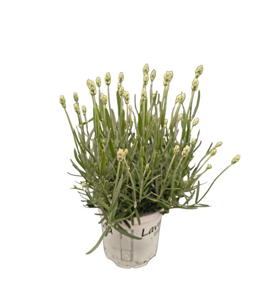 Lavandula aromatico silver Lavendel 33cm 12cm Q2018
