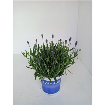 Lavandula hidcote angustifolia Lavendel Hidcote blue blauw 25cm 12cm Q2064