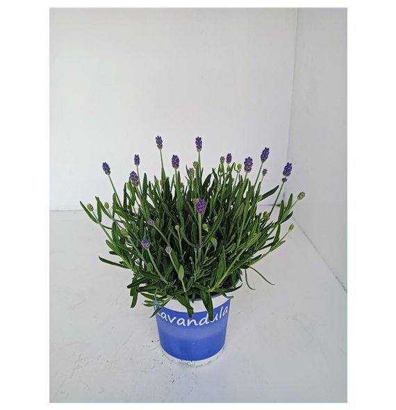 Lavandula hidcote angustifolia Lavendel Hidcote blue blauw 25cm 12cm Q2064