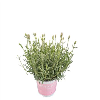 Lavandula angustifolia rosea Lavendel roze 27cm 12cm Q2070