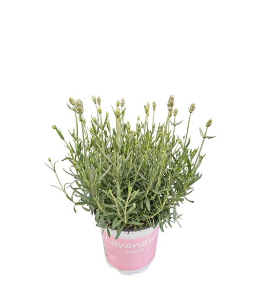 Lavandula angustifolia rosea Lavendel roze 27cm 12cm Q2070