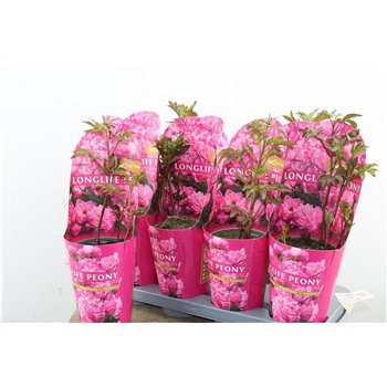 Paeonia Pink Longlife 25cm 14cm Q2074