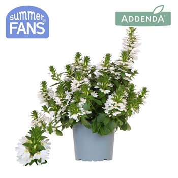 Scaevola aemula white 1 pp 27 cm diameter 20 fl 25cm 12cm Q2080