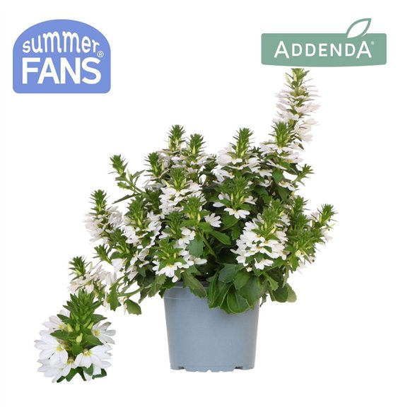 Scaevola aemula white 1 pp 27 cm diameter 20 fl 25cm 12cm Q2080