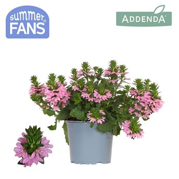 Scaevola aemula pink 1 pp 27 cm diameter 20 fl 25cm 12cm Q2081