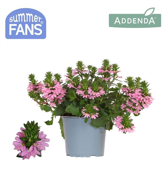 Scaevola aemula pink 1 pp 27 cm diameter 20 fl 25cm 12cm Q2081
