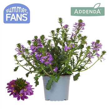 Scaevola aemula blue 1 pp 27 cm diameter 20 fl 25cm 12cm Q2082