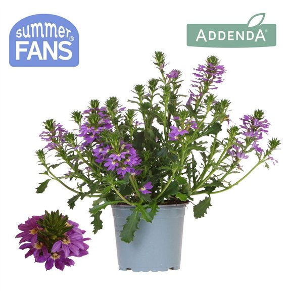 Scaevola aemula blue 1 pp 27 cm diameter 20 fl 25cm 12cm Q2082
