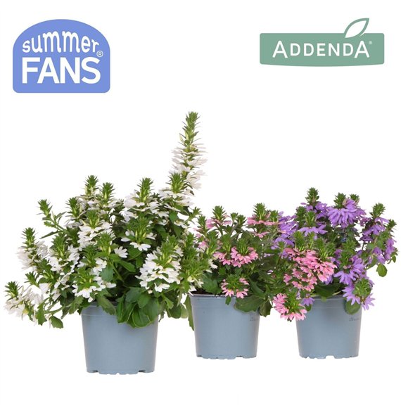 Scaevola aemula mix 1 pp 27 cm diameter 20 fl 25cm 12cm Q2083