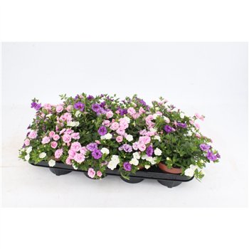 Calibrachoa trixi petticoat Pink PettycoatPink white lichtblue1 pp 15cm 13cm Q2093