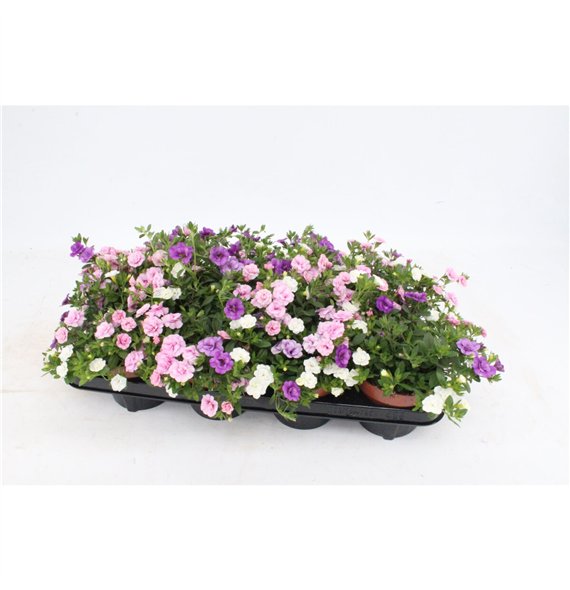 Calibrachoa trixi petticoat Pink PettycoatPink white lichtblue1 pp 15cm 13cm Q2093