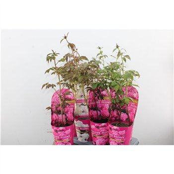 Paeonia mix Mix Longlife 40cm 14cm Q2101