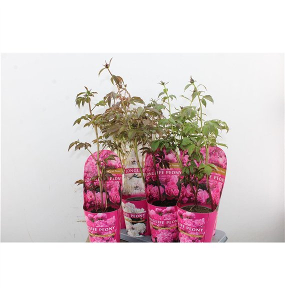 Paeonia mix Mix Longlife 40cm 14cm Q2101