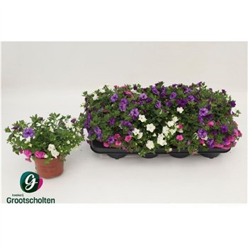 Calibrachoa trixi petticoat 15cm 13cm Q2103