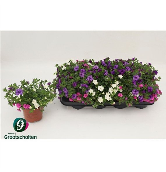 Calibrachoa trixi petticoat 15cm 13cm Q2103
