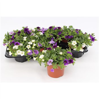 Calibrachoa cabaret mixmasters voltaire Trio Voltaire blue-white-lightblue1 pp 15cm 13cm Q2109