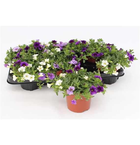 Calibrachoa cabaret mixmasters voltaire Trio Voltaire blue-white-lightblue1 pp 15cm 13cm Q2109