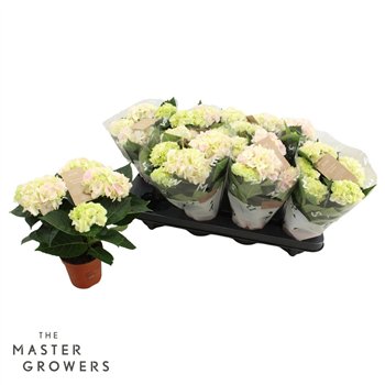 Hortenzija Hi Diamond macr  10cm 3+ flower 3 fl 25cm 10cm Q2332