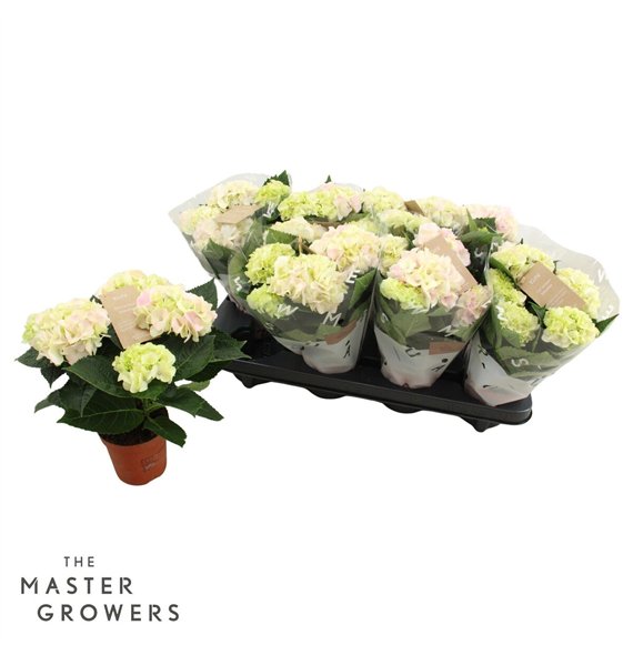 Hortenzija Hi Diamond macr  10cm 3+ flower 3 fl 25cm 10cm Q2332
