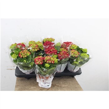 Hortenzija macr  hi fire Hydr Macr Red 3+ 22cm 10cm Q2492