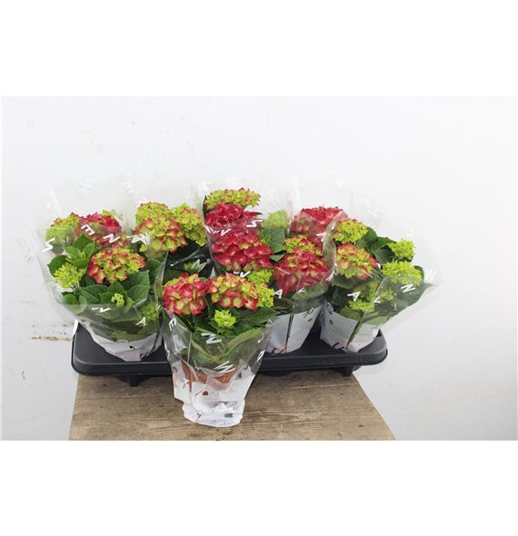 Hortenzija macr  hi fire Hydr Macr Red 3+ 22cm 10cm Q2492