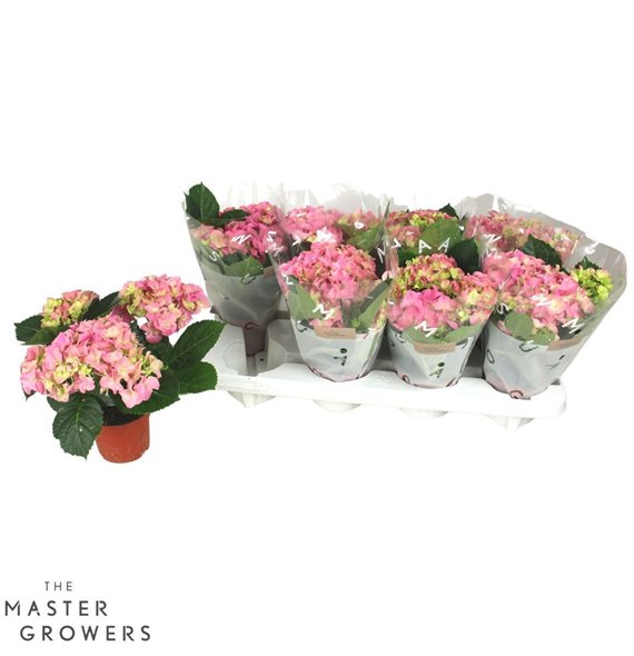 Hortenzija macr  early rosa Hydr Macr Pink 3+ 22cm 10cm Q2493