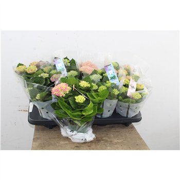 Hortenzija macr  magical revolution Hydr Magical Revolution Mix 3+ 22cm 10.5cm Q2494
