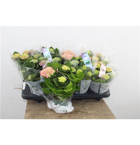 Hortenzija macr  magical revolution Hydr Magical Revolution Mix 3+ 22cm 10.5cm Q2494