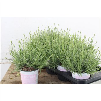 Lavandula angustifolia rosea Rosea 27cm 12cm Q2686