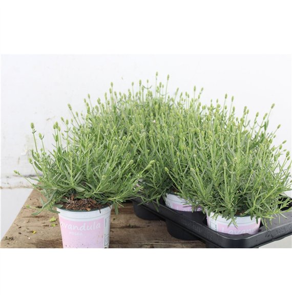 Lavandula angustifolia rosea Rosea 27cm 12cm Q2686