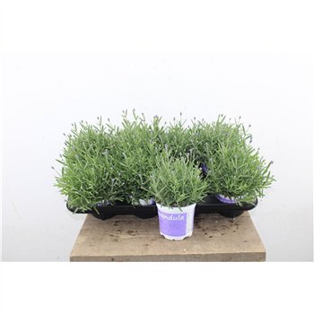 Lavandula hidcote angustifolia Lavendel Hidcote Blue 34cm 12cm Q2692
