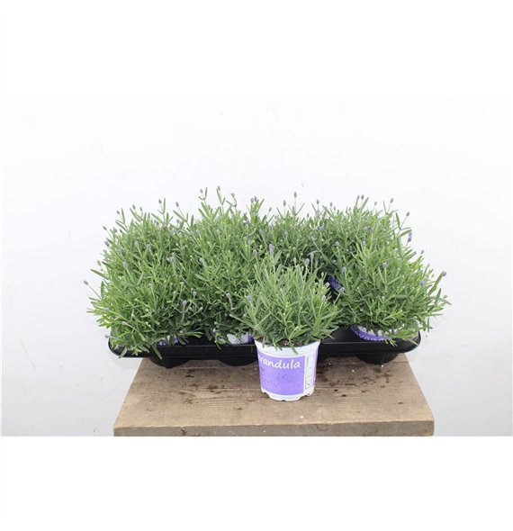 Lavandula hidcote angustifolia Lavendel Hidcote Blue 34cm 12cm Q2692