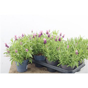 Lavandula stoechas fantasia early pink Lavendel Stoechas Early Pink 30cm 12cm Q2694