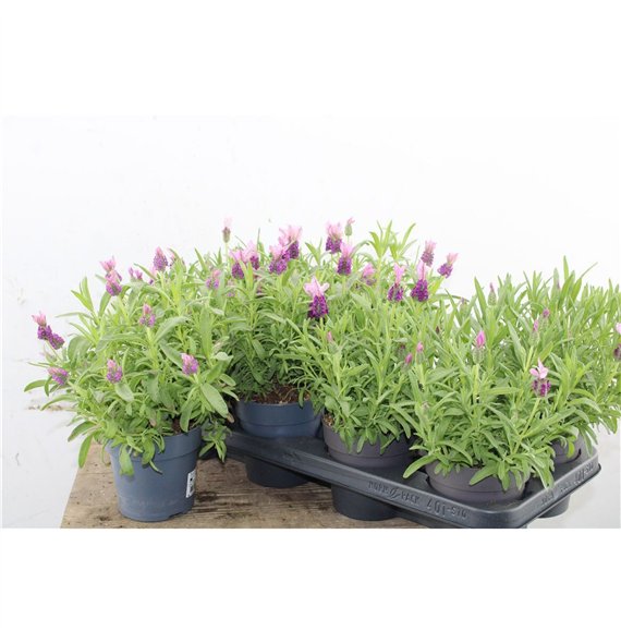 Lavandula stoechas fantasia early pink Lavendel Stoechas Early Pink 30cm 12cm Q2694