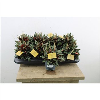Peperomia caperata rosso Rosso 15cm 10.5cm Q3601