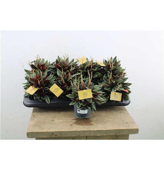 Peperomia caperata rosso Rosso 15cm 10.5cm Q3601