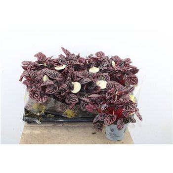 Peperomia caperata lilian Red Luna 25cm 12cm Q3603