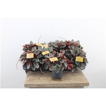 Peperomia santorini 20cm 12cm Q3604
