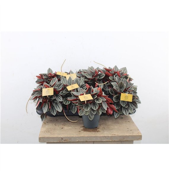 Peperomia santorini 20cm 12cm Q3604